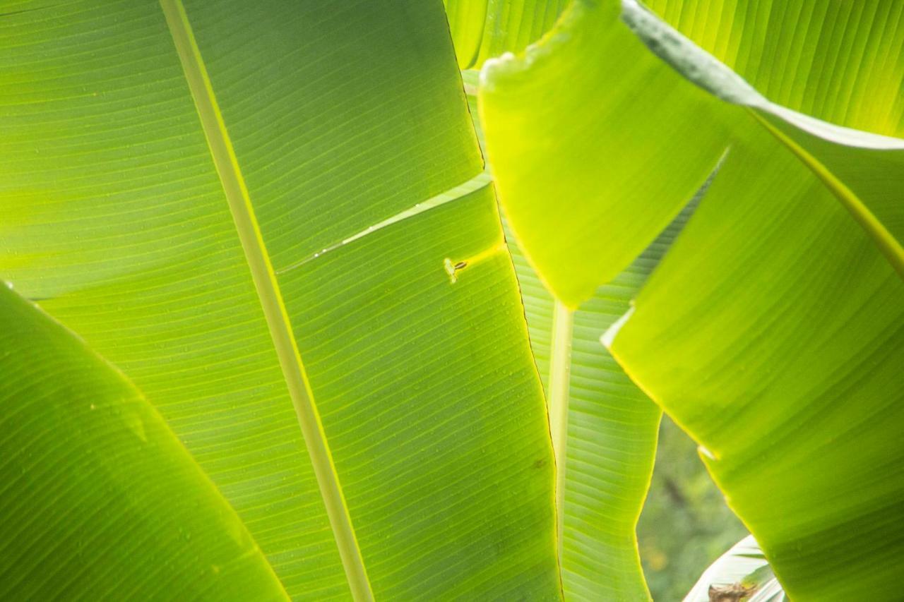 Eco Hotel El Columpio Salento Dış mekan fotoğraf